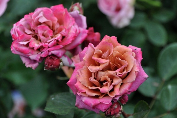 �����ġۥХ��� ���������㡹�� ���� 6��ȭ�����ʡη����ʼ�ϡ�MA-MA��