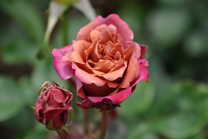 �����ġۥХ��� ���������㡹�� ���� 6��ȭ�����ʡη����ʼ�ϡ�MA-MA��