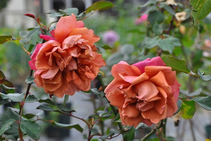 �����ġۥХ��� ���������㡹�� ���� 6��ȭ�����ʡη����ʼ�ϡ�MA-MA��