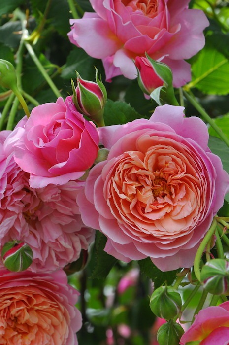 �����ġۥХ��� �ץ�P.J.��ɥ����� ���� 6��ȭ�����ʡη����ʼ�ϡ�OM-GU��