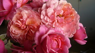 �����ġۥХ��� �ץ�P.J.��ɥ����� ���� 6��ȭ�����ʡη����ʼ�ϡ�OM-GU��