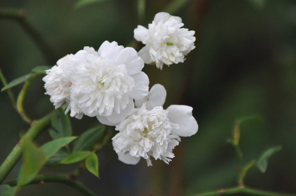 �����ġۥХ��� �������ͥ�ͥե����� ���� 6��ȭ�����ʡ�J-OC20��