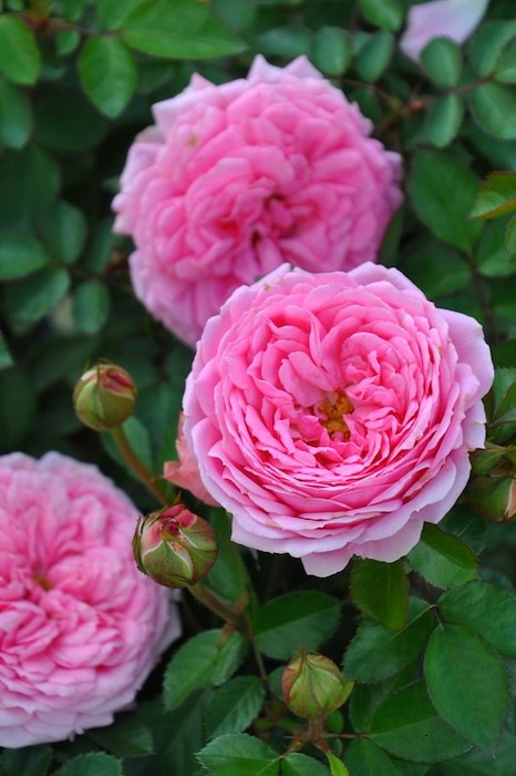 ġۥХ åХ륳˥  6ȭʡӿ建 ϿʼϡIR-IRO3