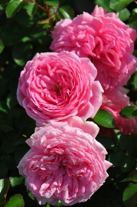 ġۥХ åХ륳˥  6ȭʡӿ建 ϿʼϡIR-IRO3