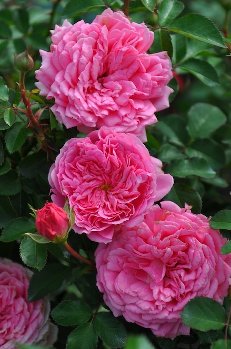 ġۥХ åХ륳˥  6ȭʡӿ建 ϿʼϡIR-IRO3