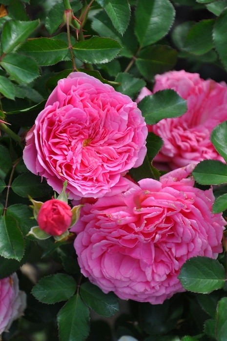 ġۥХ åХ륳˥  6ȭʡӿ建 ϿʼϡIR-IRO3