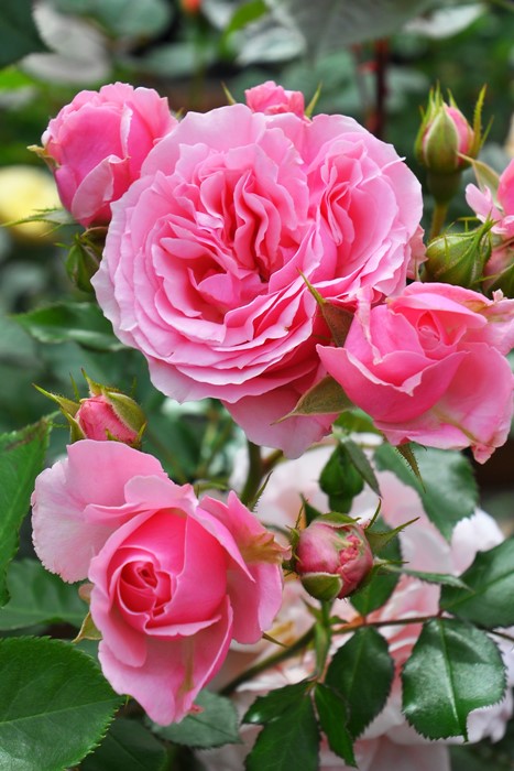 バラ苗 中苗 オータムピンク Fl桃 国産苗 6号鉢植え品 契約品種 J Yr すべての商品 バラの家 公式本店 ロサオリエンティス