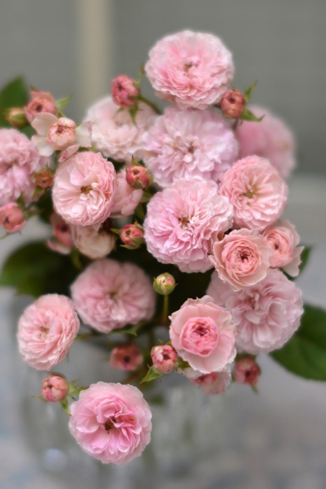 �Х��ġ����ġۥץ��ݥ�� ���� 6��ȭ�����ʡ����ӿ建�� �ʼ���Ͽ�д���ϡ�Kb-RM��