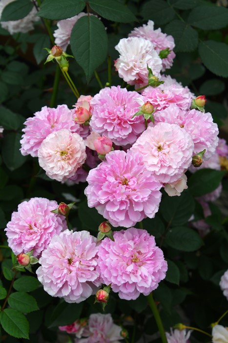 �Х��ġ����ġۥץ��ݥ�� ���� 6��ȭ�����ʡ����ӿ建�� �ʼ���Ͽ�д���ϡ�Kb-RM��