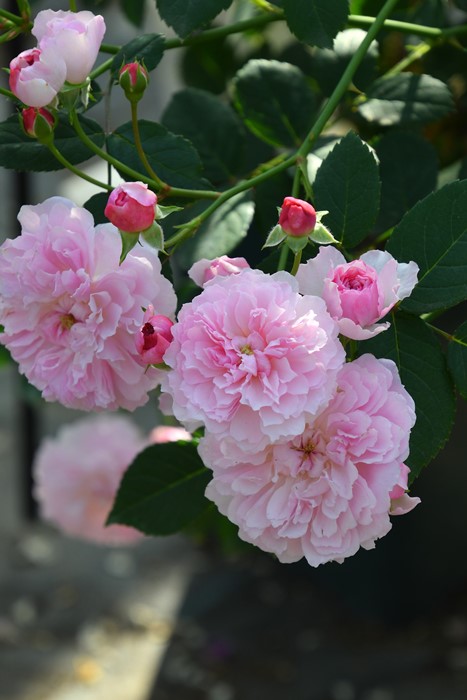 �Х��ġ����ġۥץ��ݥ�� ���� 6��ȭ�����ʡ����ӿ建�� �ʼ���Ͽ�д���ϡ�Kb-RM��