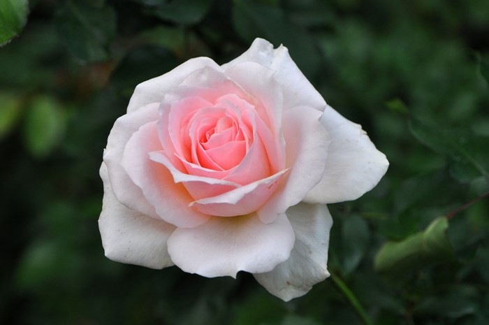 ġۥХ ϥ󥷥ȥ饦  6ȭʡJ-HT10