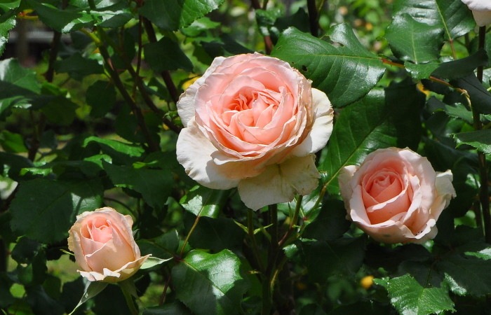 ġۥХ ϥ󥷥ȥ饦  6ȭʡJ-HT10