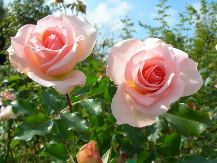 ġۥХ ϥ󥷥ȥ饦  6ȭʡJ-HT10