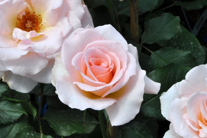 ġۥХ ϥ󥷥ȥ饦  6ȭʡJ-HT10