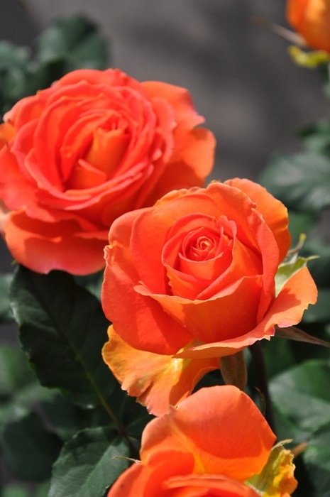 ġۥХ ֥饹Х  6ȭʡJ-FL10