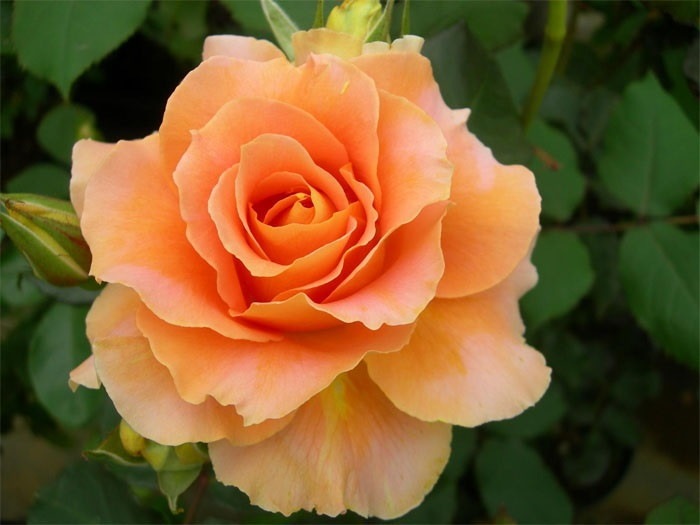 ġۥХ ֥饹Х  6ȭʡJ-FL10