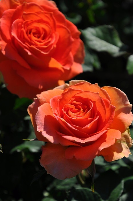 ġۥХ ֥饹Х  6ȭʡJ-FL10