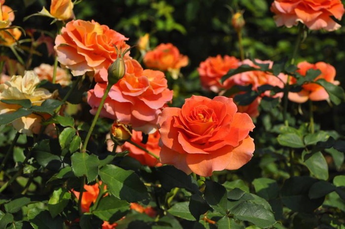 ġۥХ ֥饹Х  6ȭʡJ-FL10