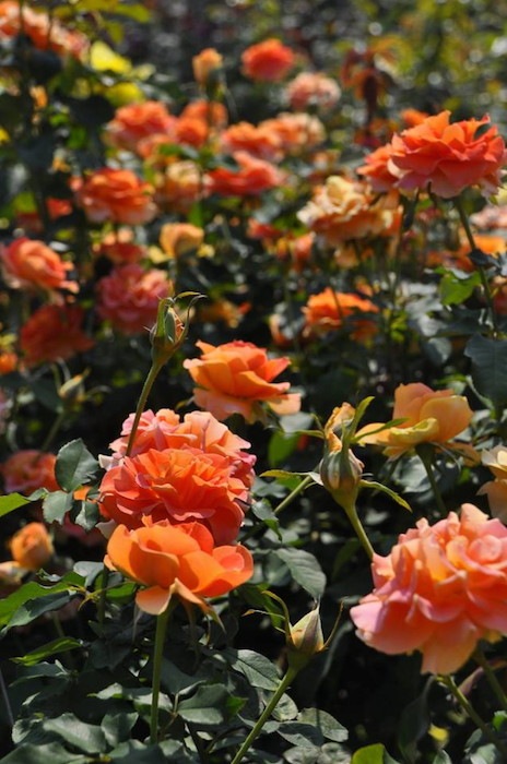 ġۥХ ֥饹Х  6ȭʡJ-FL10