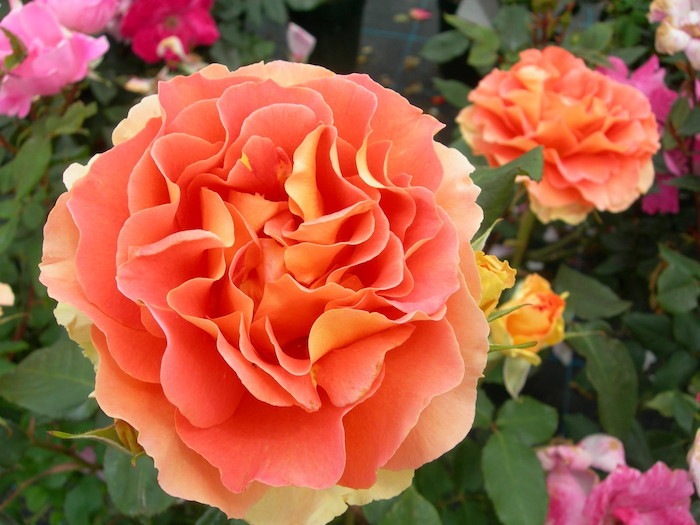 ġۥХ ֥饹Х  6ȭʡJ-FL10