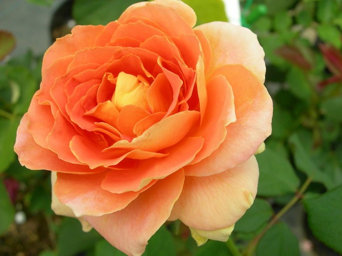 ġۥХ ֥饹Х  6ȭʡJ-FL10