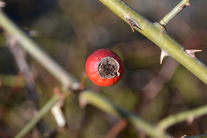 ġۥХ ۡ&ǥ  6ȭʡJ-CL10