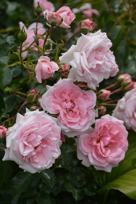 ġۥХ ۡ&ǥ  6ȭʡJ-CL10