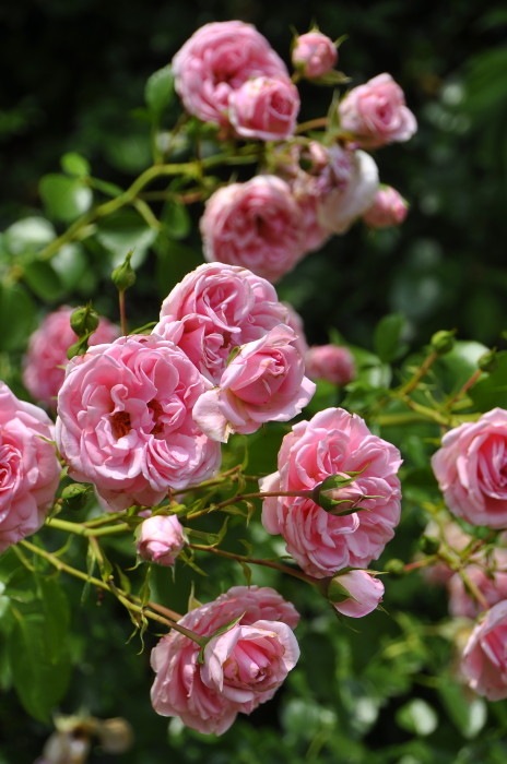 ġۥХ ۡ&ǥ  6ȭʡJ-CL10