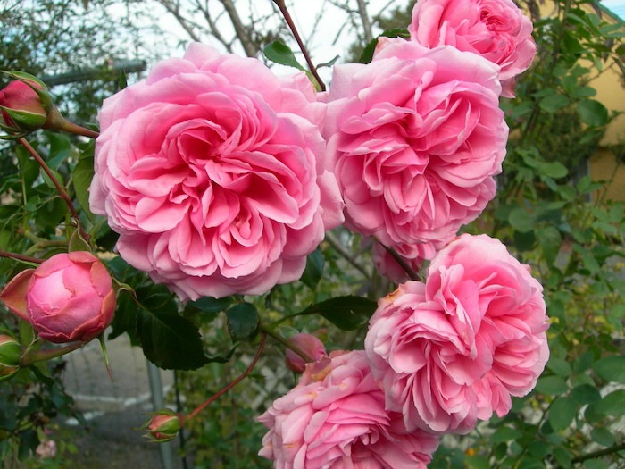 ġۥХ ۡ&ǥ  6ȭʡJ-CL10