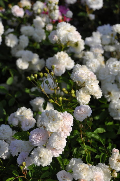 ġۥХ ե  6ȭʡJ-CL20