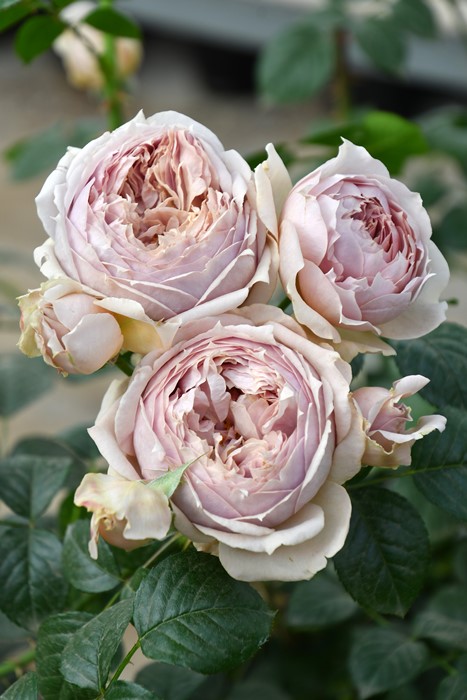 ġۥХ 륯  6ȭʡӿ建 ʼϿдϡJ-RP2024տʼ