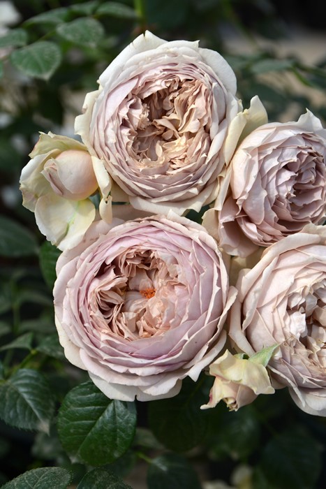 ġۥХ 륯  6ȭʡӿ建 ʼϿдϡJ-RP2024տʼ