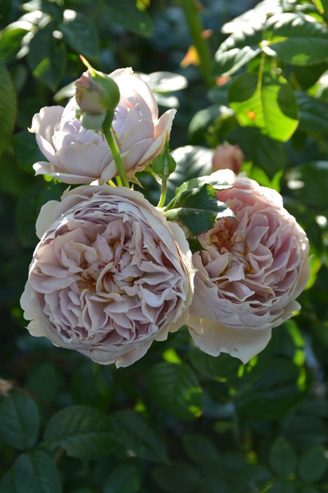 ġۥХ 륯  6ȭʡӿ建 ʼϿдϡJ-RP2024տʼ