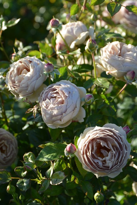 ġۥХ 륯  6ȭʡӿ建 ʼϿдϡJ-RP2024տʼ