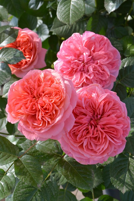 ġۥХ 饤  6ȭʡӿ建 ʼϿдϡJ-RP2024տʼ