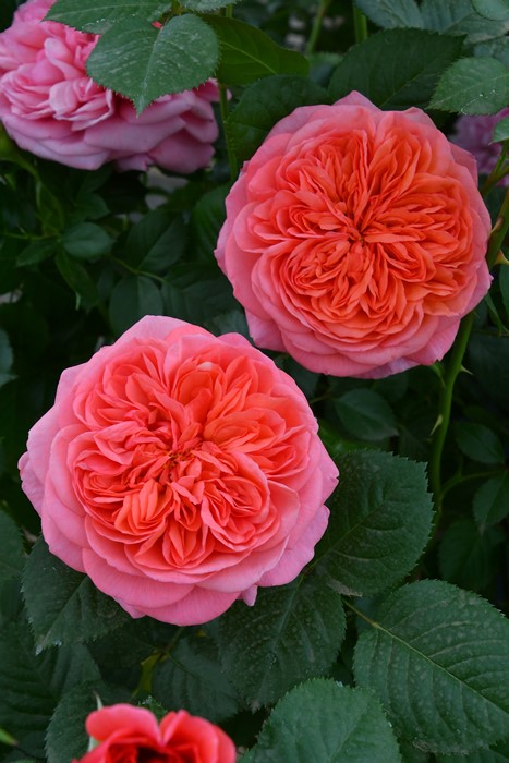 ġۥХ 饤  6ȭʡӿ建 ʼϿдϡJ-RP2024տʼ