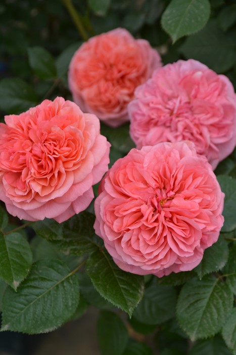 ġۥХ 饤  6ȭʡӿ建 ʼϿдϡJ-RP2024տʼ