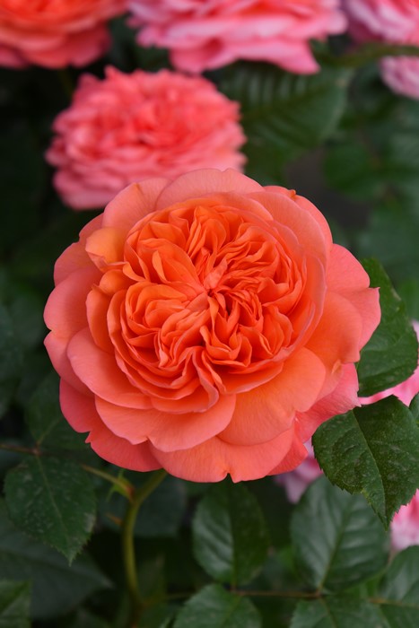 ġۥХ 饤  6ȭʡӿ建 ʼϿдϡJ-RP2024տʼ