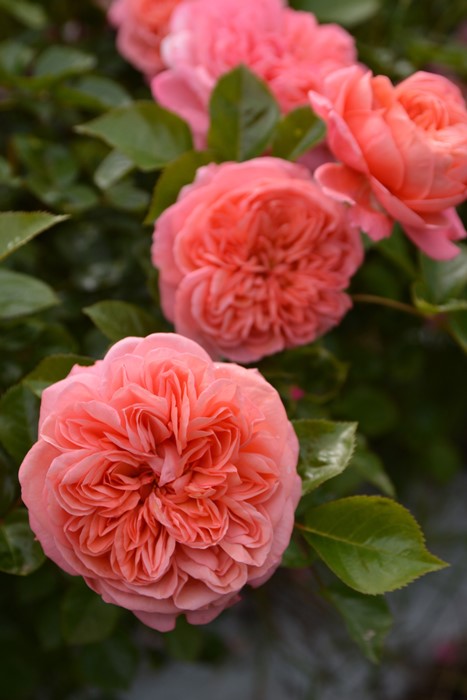 ġۥХ 饤  6ȭʡӿ建 ʼϿдϡJ-RP2024տʼ