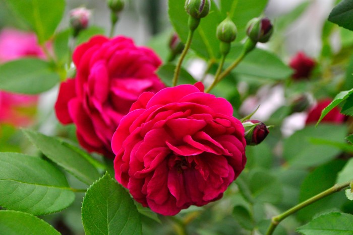 �����ġۥХ��� �����������ĥ��硼�󥹥� ���� 6��ȭ�����ʡ�J-OC20��