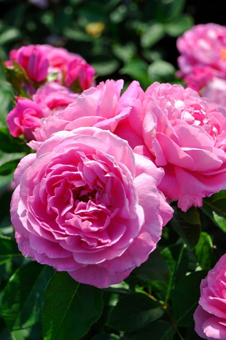 大苗 バラ苗 フラゴナール Del桃 国産苗 6号鉢植え品 農林水産省 登録品種 Han Del すべての商品 バラの家 公式本店 ロサオリエンティス