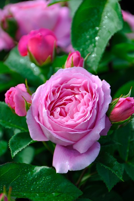 大苗 バラ苗 フラゴナール Del桃 国産苗 6号鉢植え品 農林水産省 登録品種 Han Del すべての商品 バラの家 公式本店 ロサオリエンティス