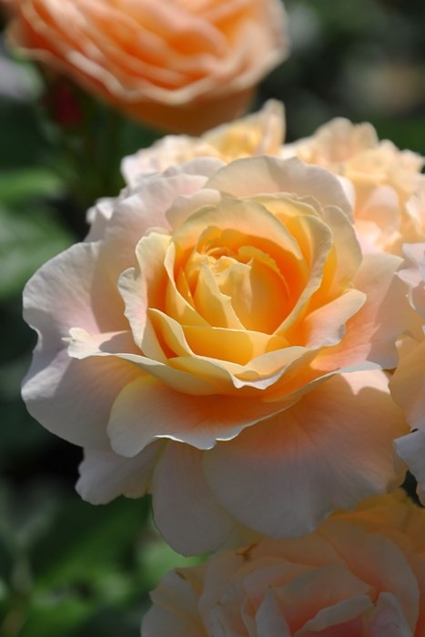 �����ġۥХ��� ����ѥͥ�� ���� 6��ȭ�����ʡη����ʼ�ϡ�JB-YR��