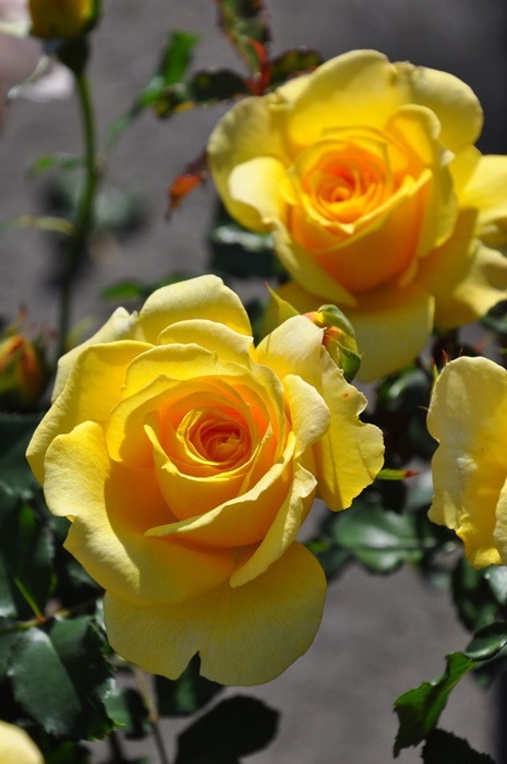 �Х��ġ����ġۤĤ르����ɥХˡ� ���� 6��ȭ�����ʡ�J-CL10��