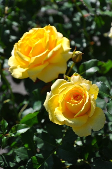 �Х��ġ����ġۤĤ르����ɥХˡ� ���� 6��ȭ�����ʡ�J-CL10��