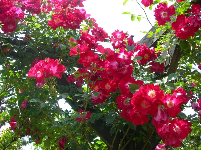 �����ġۥХ��� �ɥ�ȥ��� ���� 6��ȭ�����ʡ�J-CL20��