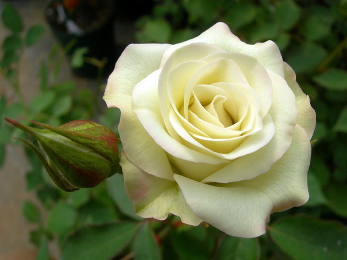 大苗 バラ苗 りょっこう 緑光 Fl緑白 国産苗 6号鉢植え品 J Fl15 0321追加 すべての商品 バラの家 公式本店 ロサオリエンティス