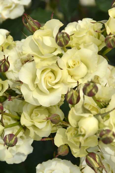 大苗 バラ苗 りょっこう 緑光 Fl緑白 国産苗 6号鉢植え品 J Fl15 0321追加 すべての商品 バラの家 公式本店 ロサオリエンティス