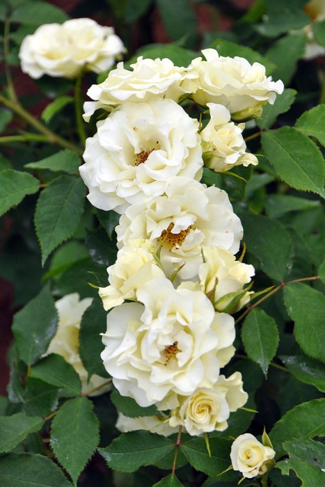 大苗 バラ苗 りょっこう 緑光 Fl緑白 国産苗 6号鉢植え品 J Fl15 0321追加 すべての商品 バラの家 公式本店 ロサオリエンティス