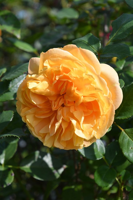 ġۥХ ҥ  6ȭʡӿ建 ʼϿдϡJ-RP2024տʼ